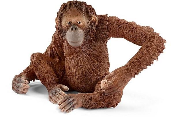 Scheich Orangutan Female (14775)